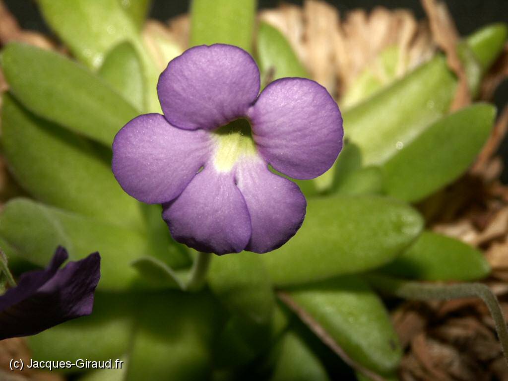 2005-04-10 17-12-28 Nature (x1024).JPG